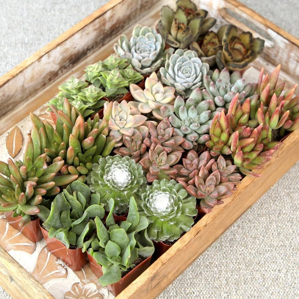 amazing assorted plants