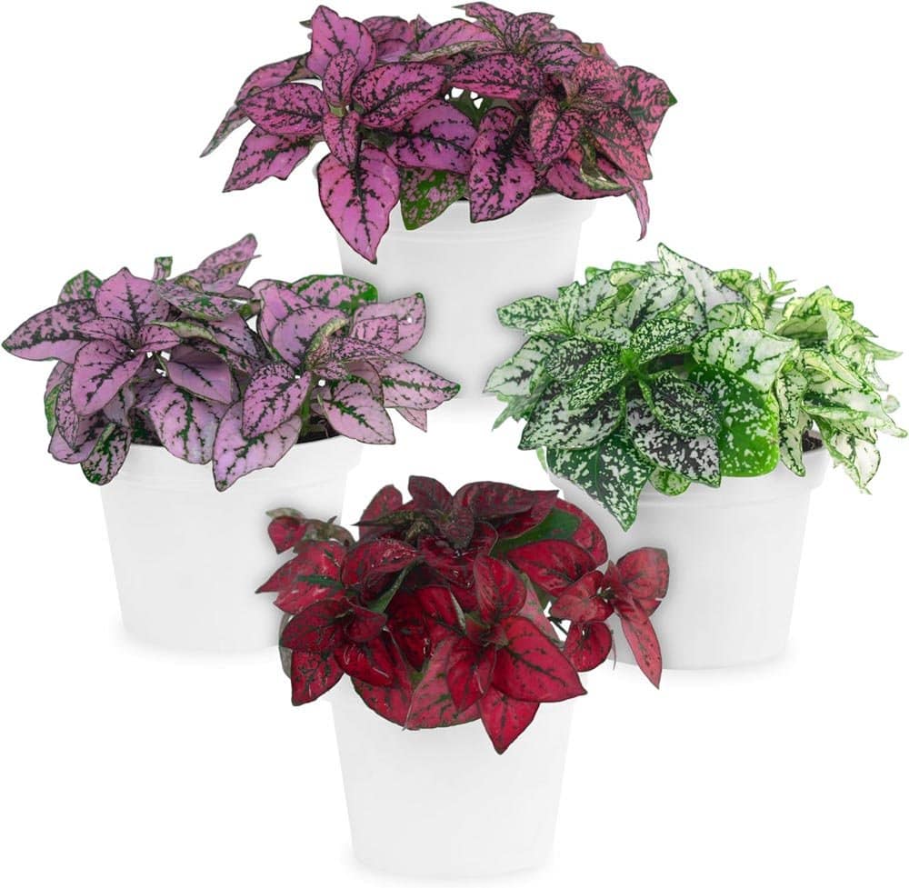 enchanted polka dot plants