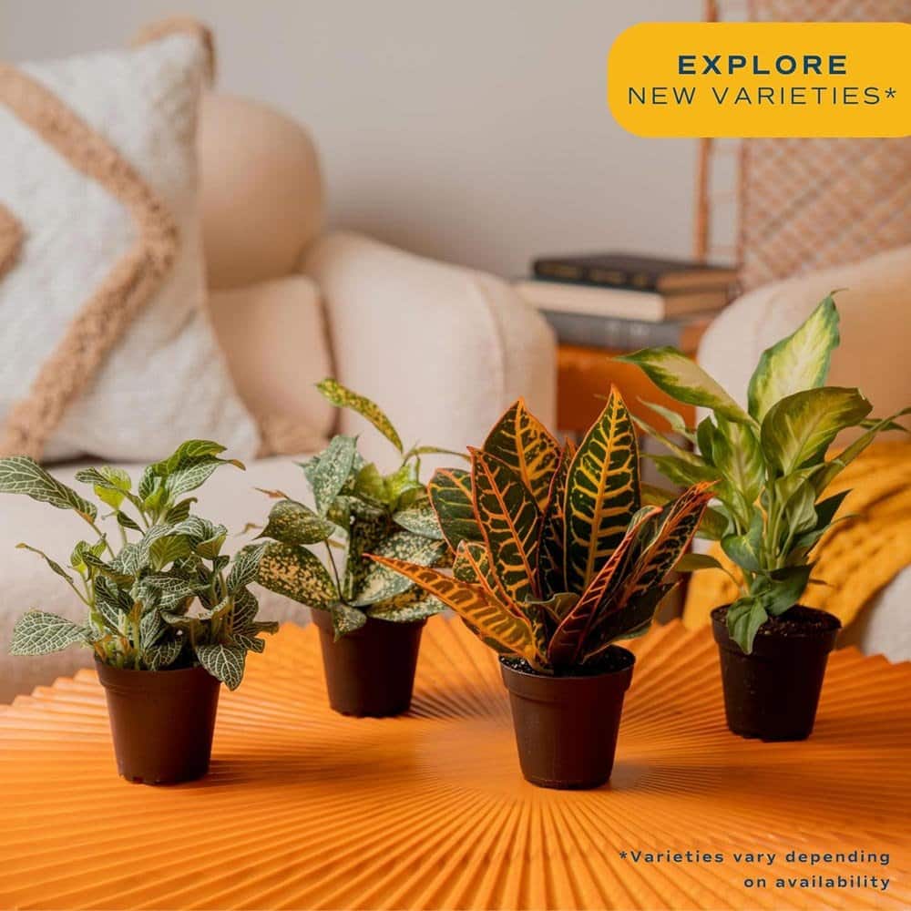 fabulous indoor plants